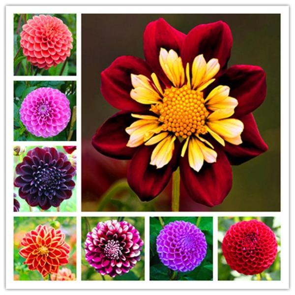 100 ADET KARIŞIK RENK DAHLİA (YILDIZ ÇİÇEĞİ) TOHUMU + 10 ADET HEDİYE KARIŞIK RENK GÜL TOHUMU - Image 1