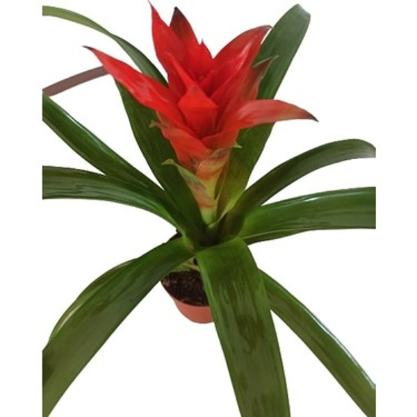 10 Adet Bordo Lale Tohumu 10 Adet Gül Tohumu - Image 1