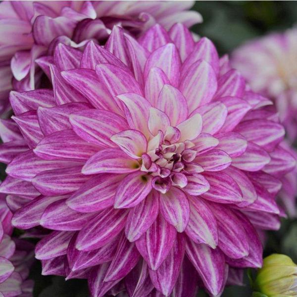 10 ADET MOR RENK DAHLİA (YILDIZ ÇİÇEĞİ) TOHUMU + 10 ADET HEDİYE KARIŞIK RENK GÜL TOHUMU - Image 1