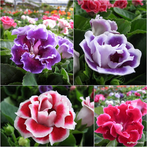 25 ADET KARIŞIK RENK SÜMBÜL TOHUMU + 10 ADET HEDİYE SÜS YONCASI TOHUM (KARGO BEDAVA) - Image 1