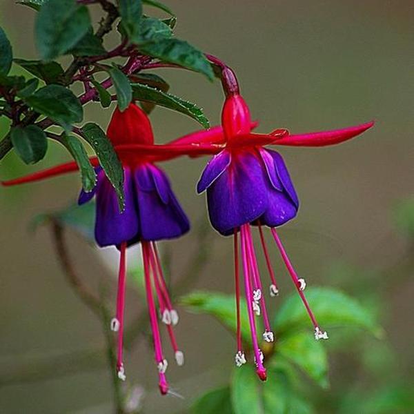 DAY 100 ADET L.KIRMIZI RENK KÜPE ÇİÇEĞİ TOHUMU + 10 ADET HEDİYE KARIŞIK GÜL ÇİÇEK TOHUMU - Image 1