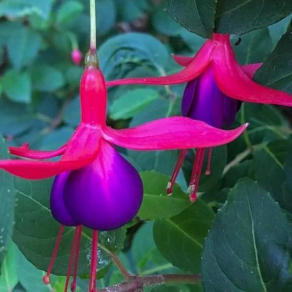 DAY 10 ADET L.KIRMIZI RENK KÜPE ÇİÇEĞİ TOHUMU + 10 ADET HEDİYE KARIŞIK GÜL ÇİÇEK TOHUMU - Image 1