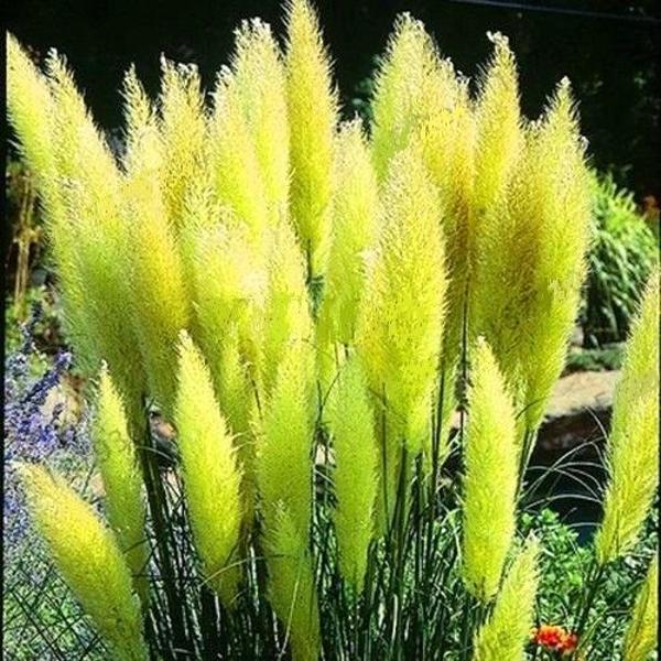 DAY 100 ADET YEŞİL RENK PAMPAS ÇİÇEK TOHUMU + 10 ADET HEDİYE KARIŞIK RENK GÜL TOHUMU - Image 1