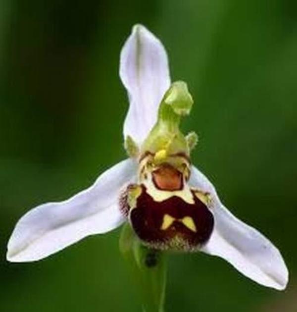 DAY 25 ADET ARI ORKİDE ÇİÇEK TOHUMU + 10 ADET HEDİYE KARIŞIK RENK GÜL TOHUMU - Image 1