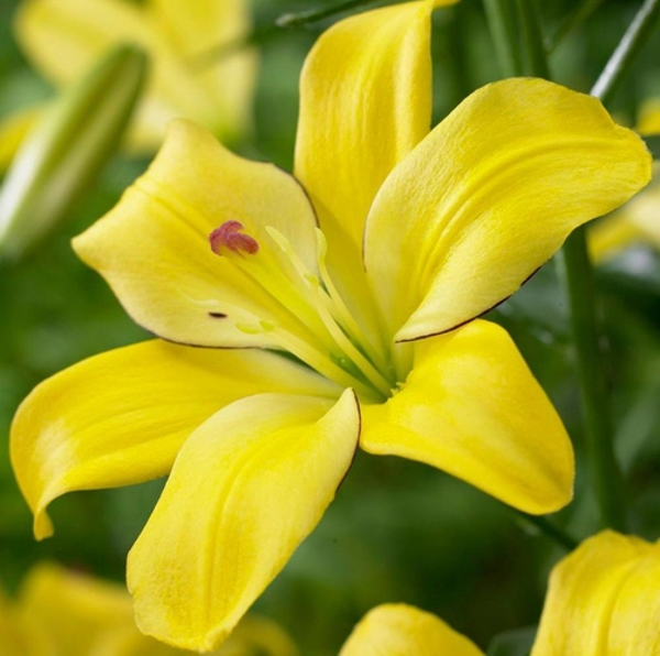 DAY GARDEN 10 ADET SARI RENK ZAMBAK TOHUMU + 10 ADET HEDİYE GÜL TOHUMU - Image 1