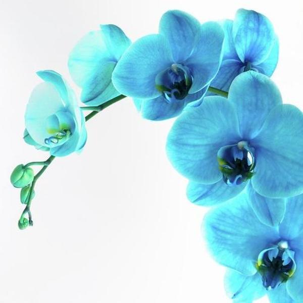 DAY GARDEN 10 ADET KARIŞIK KAKTÜS TOHUMU + 10 ADET HEDİYE GÜL TOHUMU - Image 1