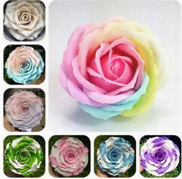 DAY GARDEN 10 ADET K.RENK ÇİN GÜLÜ TOHUMU +10 ADET HEDİYE KARIŞIK LALE ÇİÇEK TOHUMU - Image 1