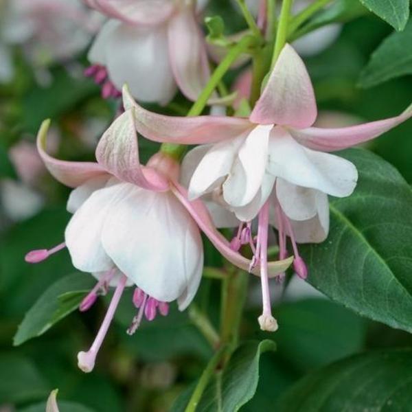 DAY 25 ADET BEYAZ LİLA RENK KÜPE ÇİÇEĞİ TOHUMU + 10 ADET HEDİYE KARIŞIK GÜL ÇİÇEK TOHUMU - Image 1