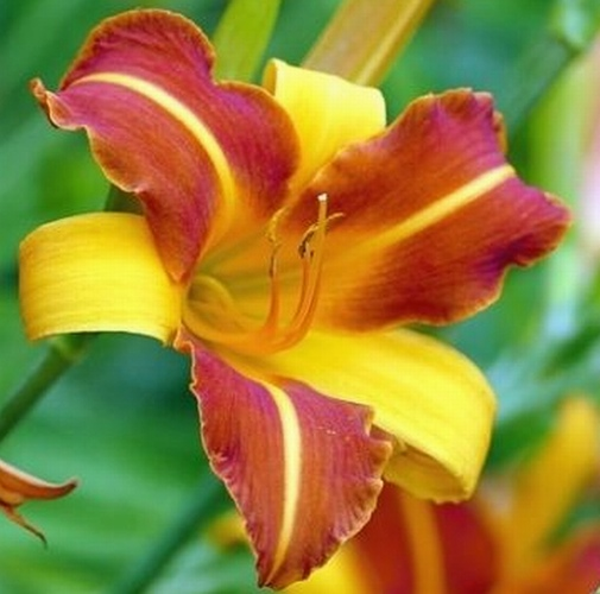 DAY GARDEN 10 ADET K.SARI RENK ZAMBAK TOHUMU + 10 ADET HEDİYE SÜS YONCASI ŞOK FİYAT - Image 1