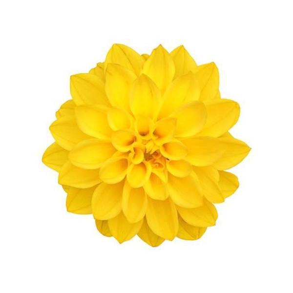 DAY GARDEN 10 ADET SARI DAHLİA ÇİÇEĞİ TOHUMU + 10 ADET HEDİYE KARIŞIK GÜL ÇİÇEK TOHUMU - Image 1