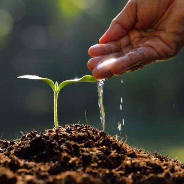 DAY GARDEN 10 ADET ÖPÜÇÜK ÇİÇEĞİ TOHUMU + 10 ADET HEDİYE GÜL ÇİÇEK TOHUMU - Image 1