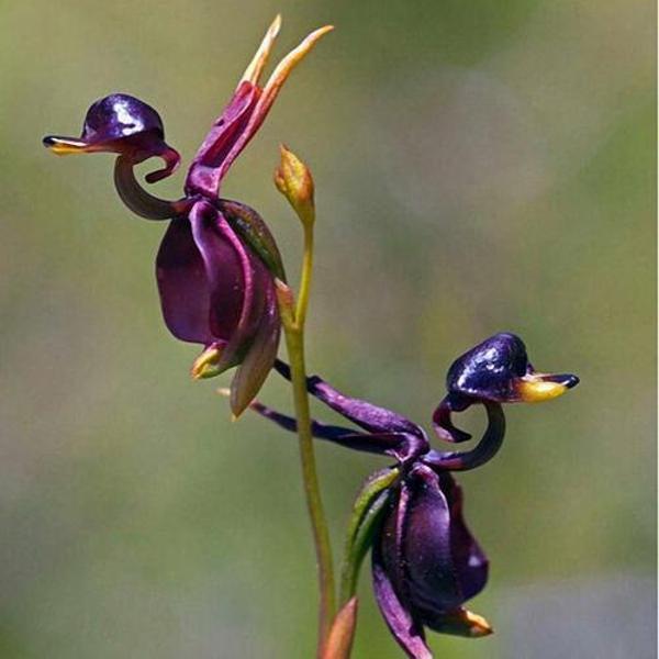 DAY GARDEN 10 ADET ÖRDEK ORKİDE ÇİÇEĞİ TOHUMU + 10 ADET HEDİYE GÜL ÇİÇEK TOHUMU - Image 1