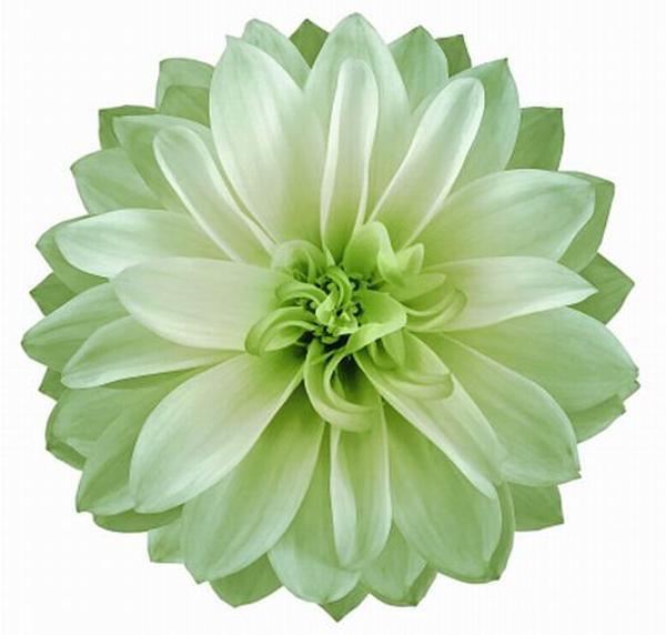 DAY GARDEN 100 ADET A.YEŞİL DAHLİA ÇİÇEĞİ TOHUMU + 10 ADET HEDİYE KARIŞIK GÜL ÇİÇEK TOHUMU - Image 1