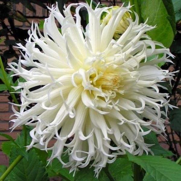 DAY GARDEN 10 ADET BEYAZ DAHLİA ÇİÇEĞİ TOHUMU + 10 ADET HEDİYE KARIŞIK GÜL ÇİÇEK TOHUMU - Image 1