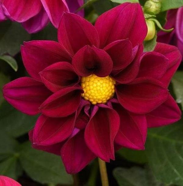 DAY GARDEN 10 ADET KIRMIZI DAHLİA ÇİÇEĞİ TOHUMU + 10 ADET HEDİYE KARIŞIK GÜL ÇİÇEK TOHUMU - Image 1