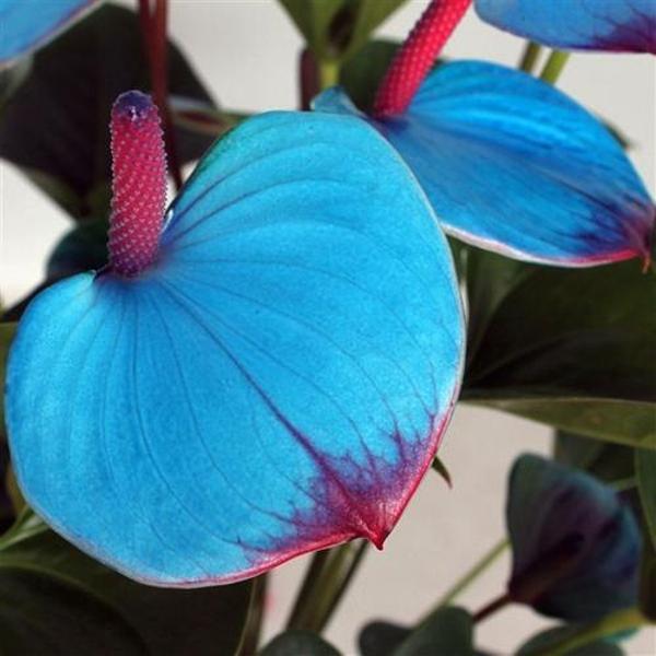 DAY GARDEN 25 ADET MAVİ RENK ANTORYUM ÇİÇEK TOHUMU + 10 ADET HEDİYE GÜL TOHUMU - Image 1