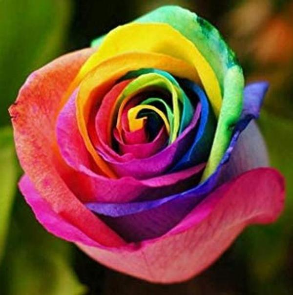 DAY GARDEN 25 ADET GÖKKUŞAĞI GÜL TOHUMU + 10 ADET HEDİYE TOHUMU - Image 1