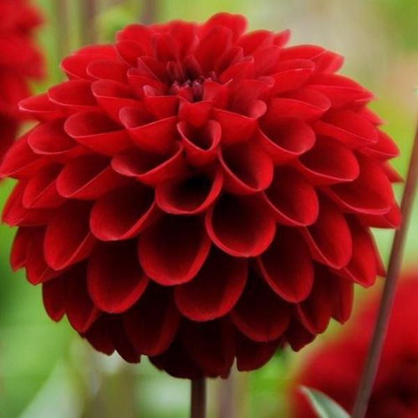 DAY GARDEN 100 ADET KIRMIZI DAHLİA ÇİÇEĞİ TOHUMU + 10 ADET HEDİYE KARIŞIK GÜL ÇİÇEK TOHUMU - Image 1