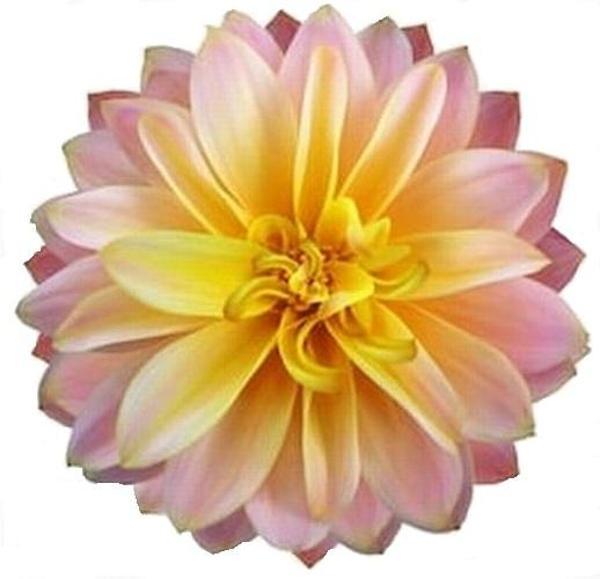 DAY GARDEN 25 ADET LİLA DAHLİA ÇİÇEĞİ TOHUMU + 10 ADET HEDİYE KARIŞIK GÜL ÇİÇEK TOHUMU - Image 1