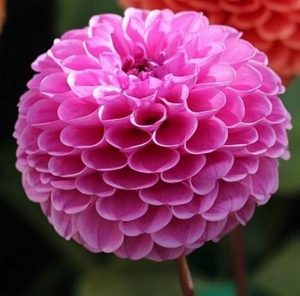 DAY GARDEN 25 ADET PEMBE DAHLİA ÇİÇEĞİ TOHUMU + 10 ADET HEDİYE KARIŞIK GÜL ÇİÇEK TOHUMU - Image 1