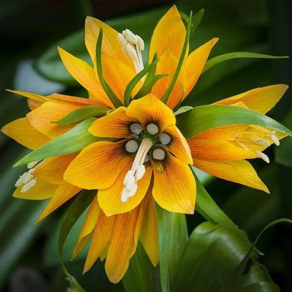 DAY GARDEN 25 ADET SARI GUZMANYA ÇİÇEĞİ TOHUMU + 10 ADET HEDİYE GÜL ÇİÇEK TOHUMU - Image 1