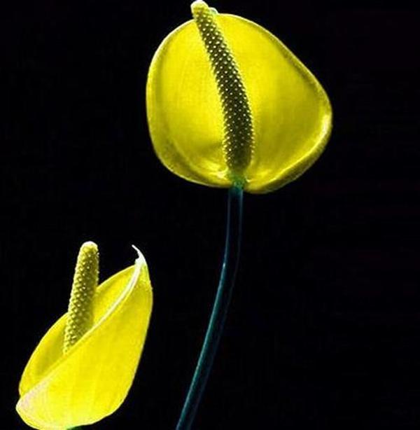 DAY GARDEN 25 ADET SARI RENK ANTORYUM ÇİÇEK TOHUMU + 10 ADET HEDİYE GÜL TOHUMU - Image 1