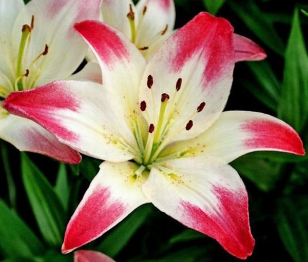 DAY GARDEN 50 ADET K.BEYAZ RENK ZAMBAK TOHUMU + 10 ADET HEDİYE SÜS YONCASI ŞOK FİYAT - Image 1