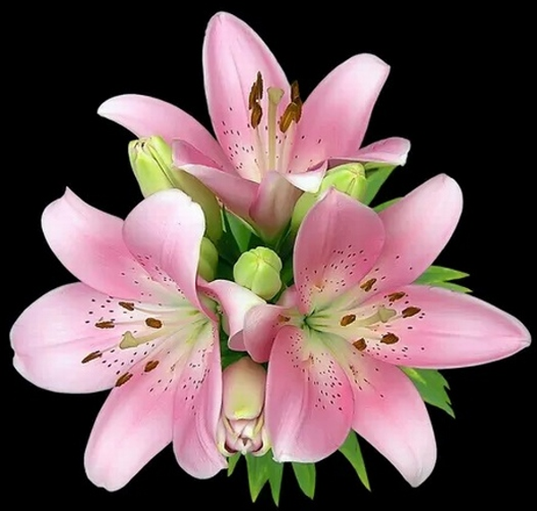 DAY GARDEN 25 ADET PEMBE RENK ZAMBAK TOHUMU + 10 ADET HEDİYE GÜL TOHUMU - Image 1