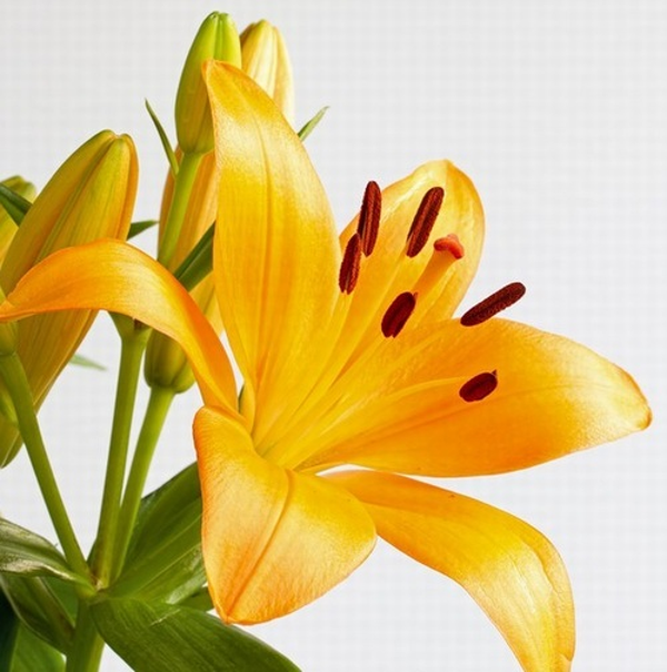 DAY GARDEN 25 ADET SARI RENK ZAMBAK TOHUMU + 10 ADET HEDİYE SÜS YONCASI ŞOK FİYAT - Image 1