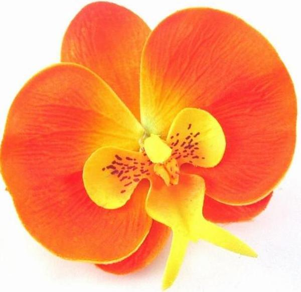 DAY GARDEN 25 ADET PHALAENOPSİS TURUNCU ORKİDE TOHUMU + 10 ADET HEDİYE GÜL TOHUMU ŞOK FİYAT - Image 1