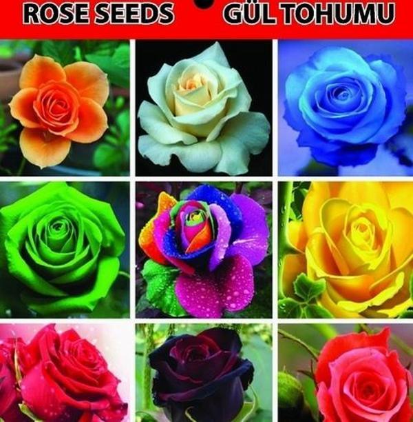 DAY GARDEN 50 ADET KARIŞIK RENK GÜL ÇİÇEĞİ TOHUMU + 10 ADET HEDİYE KARIŞIK LALE ÇİÇEK TOHUMU - Image 1