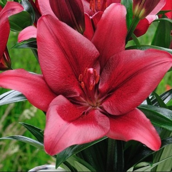 DAY GARDEN 25 ADET PEMBE RENK ZAMBAK TOHUMU + 10 ADET HEDİYE SÜS YONCASI ŞOK FİYAT - Image 1