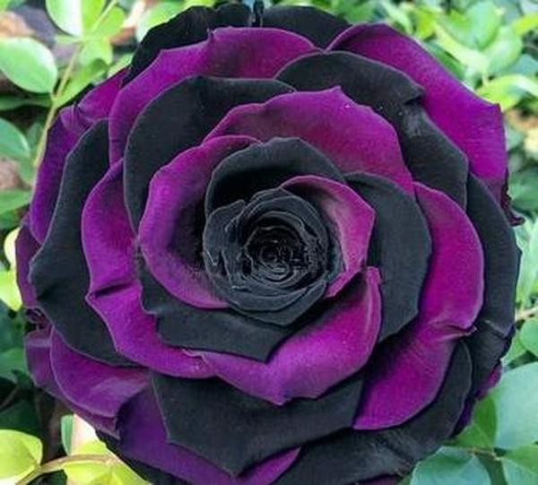 DAY GARDEN 25 ADET MOR SİYAH ÇİN GÜLÜ TOHUMU +10 ADET HEDİYE KARIŞIK LALE ÇİÇEK TOHUMU - Image 1