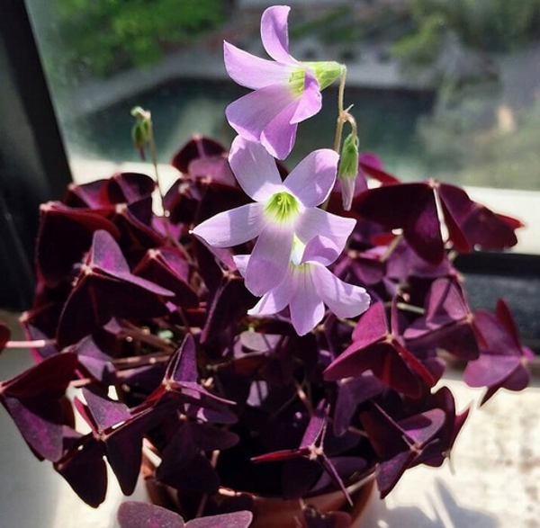 DAY GARDEN 25 ADET UYKU ÇİÇEĞİ TOHUMU + 10 ADET HEDİYE GÜL TOHUMU - Image 1