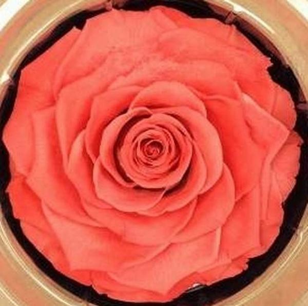 DAY GARDEN 50 ADET TURUNCU ÇİN GÜLÜ TOHUMU +10 ADET HEDİYE KARIŞIK LALE ÇİÇEK TOHUMU - Image 1