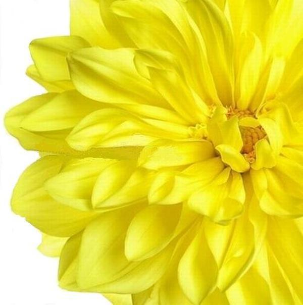 DAY GARDEN 50 ADET SARI DAHLİA ÇİÇEĞİ TOHUMU + 10 ADET HEDİYE KARIŞIK GÜL ÇİÇEK TOHUMU - Image 1