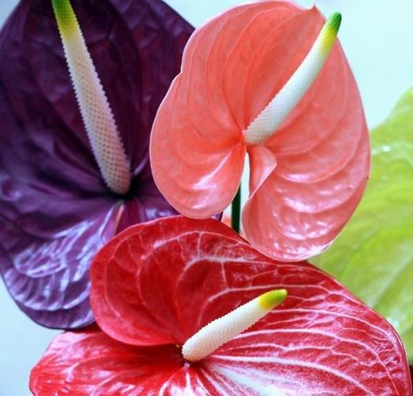 DAY GARDEN 50 ADET 3 RENK KARIŞIK ANTORYUM ÇİÇEK TOHUMU + 10 ADET HEDİYE GÜL TOHUMU - Image 1