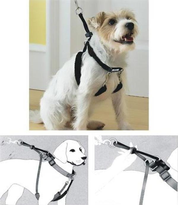 Pawise Dog Training XS (34"x9-12") Eğitim Tasması - Image 1