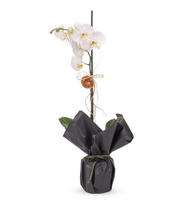 Phuqet Tek Dal Fav Orkide	 - Image 1