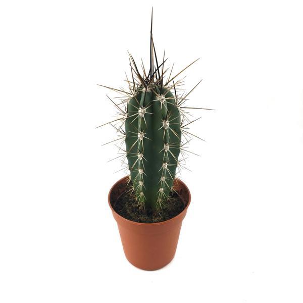 Stetsonia Coryne (Kaktüs) - Image 1