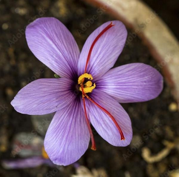 100 ADET SAFRAN Çiçek Tohumu + 10 ADET HEDİYE GÜL ÇİÇEĞİ TOHUMU - Image 1