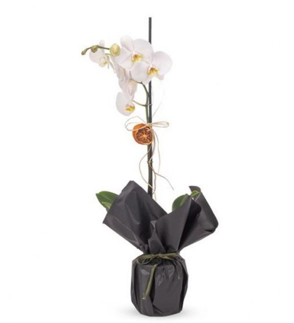 Phuqet Tek Dal Fav Orkide	 - Image 1