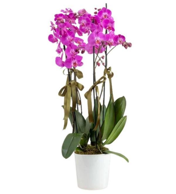 Favori 4 Dal Mor Orkide	 - Image 1