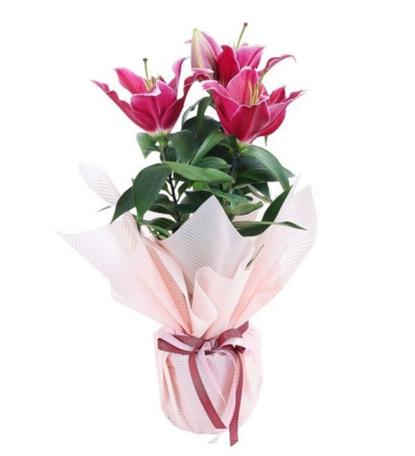 Çiçekli Kokulu Lilyum Çiçeği	 - Image 1