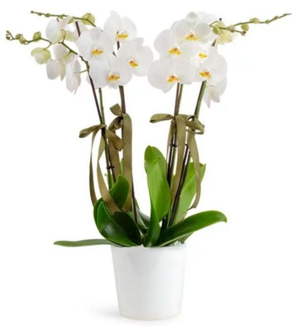 Favori 4 Dal Beyaz Orkide	 - Image 1
