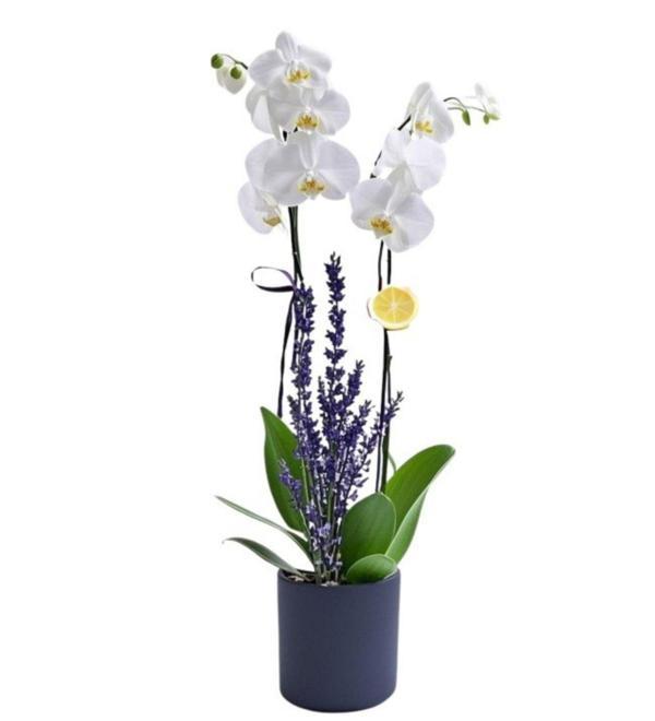 Black Box 2 Dal Beyaz Orkide	 - Image 1