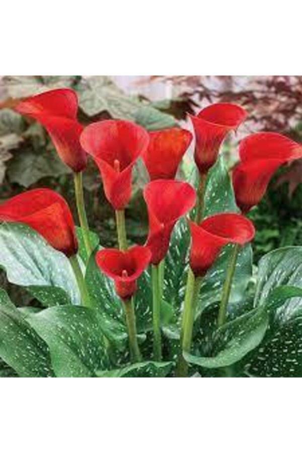 Köy Tohumları 20 Adet Tohum Kırmızı Calla Lily Çiçek Tohumu - Image 1