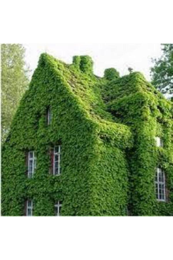 Köy Tohumları 20 Adet Amerakan Sarmaşık Tohumu Ameran Samaşığı Tohumu Saksı Toprak - Image 1