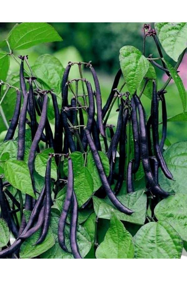 Köy Tohumları 30 Adet Tohum Organik Bahçe Siyah Taze Fasulye Fasülye Tohumu Organik Tarla Köy Biberi Hediye Tohum - Image 1