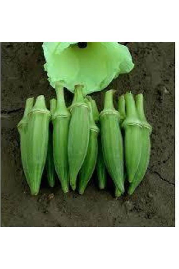 Köy Tohumları 100 Adet Tohum Nadir Organik Çiçek Bamya Tohumu Saksı Toprak Hediye - Image 1